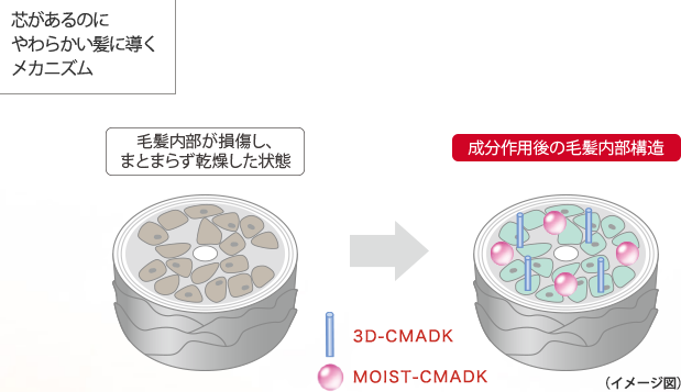 芯があるのに柔らかい髪に導くメカニズム