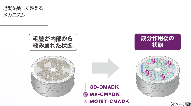 オージュア ミラジェリィ 毛髪を美しく整えるメカニズム 